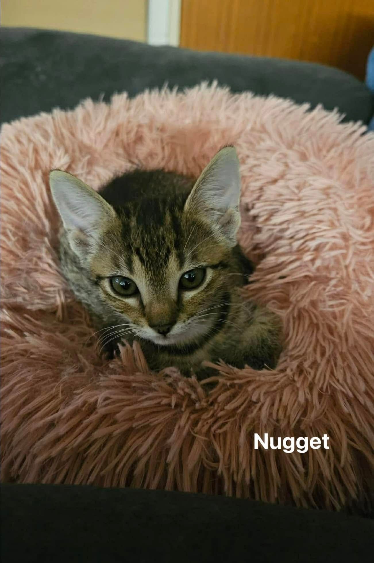 Nugget Nugget